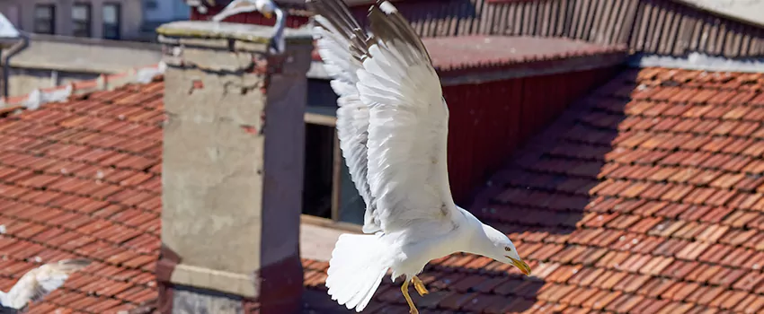 Residential Chimney Animal Removal Solution in Greenwood, SC