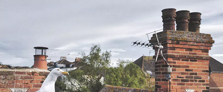 Chimney Cleaning And Restoration in Greenwood, South Carolina